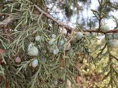 Juniperus deppeana