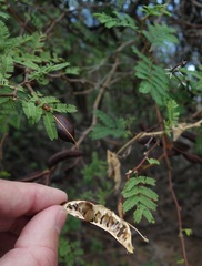 Vachellia farnesiana image