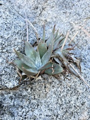 Dudleya arizonica