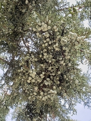 Juniperus deppeana