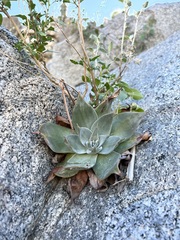 Dudleya arizonica