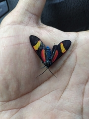 Cyanopepla submacula borealis