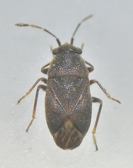Stygnocoris
