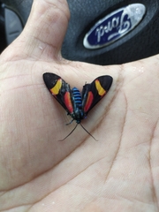 Cyanopepla submacula borealis