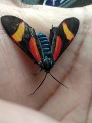 Cyanopepla submacula borealis