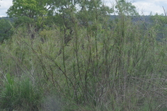Cenchrus purpureus