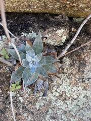 Dudleya arizonica