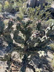 Cylindropuntia cholla