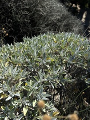 Encelia farinosa