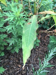 Persicaria extremiorientalis