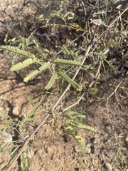Prosopis velutina