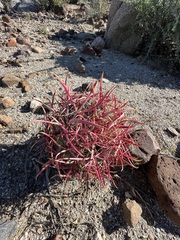 Ferocactus gracilis