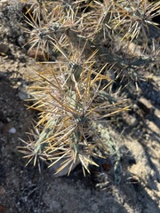Cylindropuntia molesta