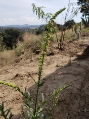 Reseda luteola