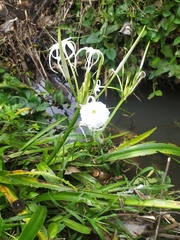 Hymenocallis littoralis