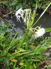 Hymenocallis littoralis