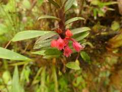 Fernandezia