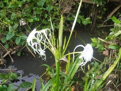 Hymenocallis littoralis
