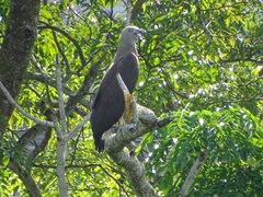 Haliaeetus ichthyaetus