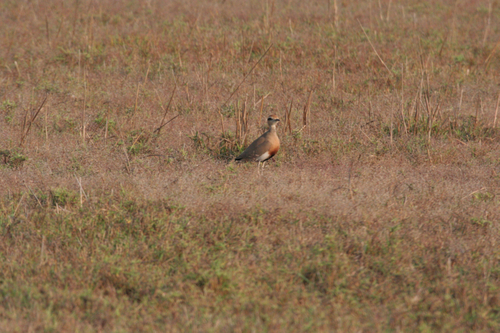 Temminck's Courser