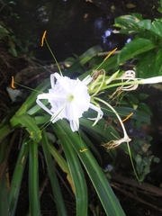 Hymenocallis littoralis