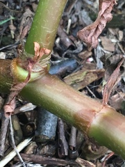 Persicaria extremiorientalis