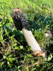 Phallus hadriani