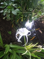 Hymenocallis littoralis