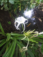 Hymenocallis littoralis