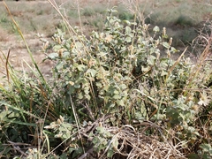 Brickellia veronicifolia