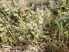 Brickellia veronicifolia