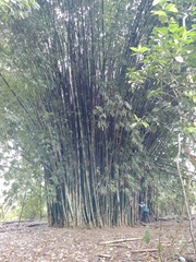 Guadua angustifolia
