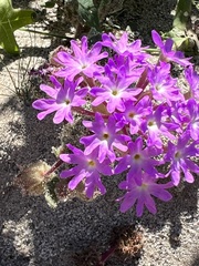 Abronia villosa