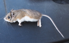 Peromyscus maniculatus