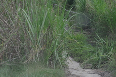 Cenchrus purpureus