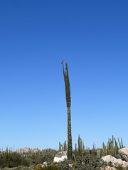 Fouquieria columnaris