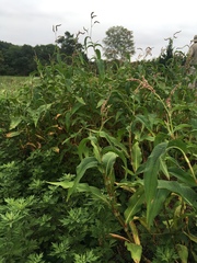 Persicaria extremiorientalis