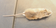 Peromyscus maniculatus