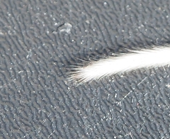 Peromyscus maniculatus