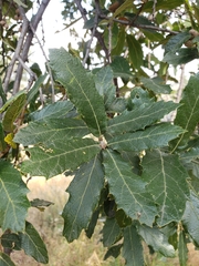 Quercus castanea