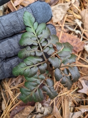 Sceptridium oneidense