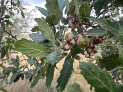 Quercus castanea