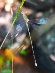 Lestes elatus