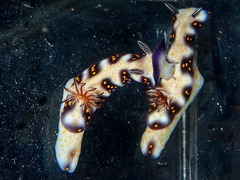 Hypselodoris imperialis