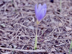 Crocus serotinus clusii