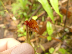 Lepanthes