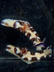 Hypselodoris imperialis