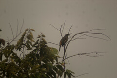 Saltator grandis