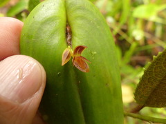 Pleurothallis
