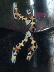 Hypselodoris imperialis